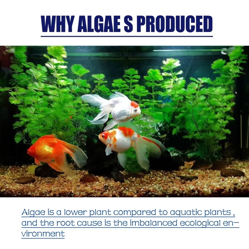 50g High Efficiency Algaecide  - Aquaponics Fish Tank ulasan dan harga