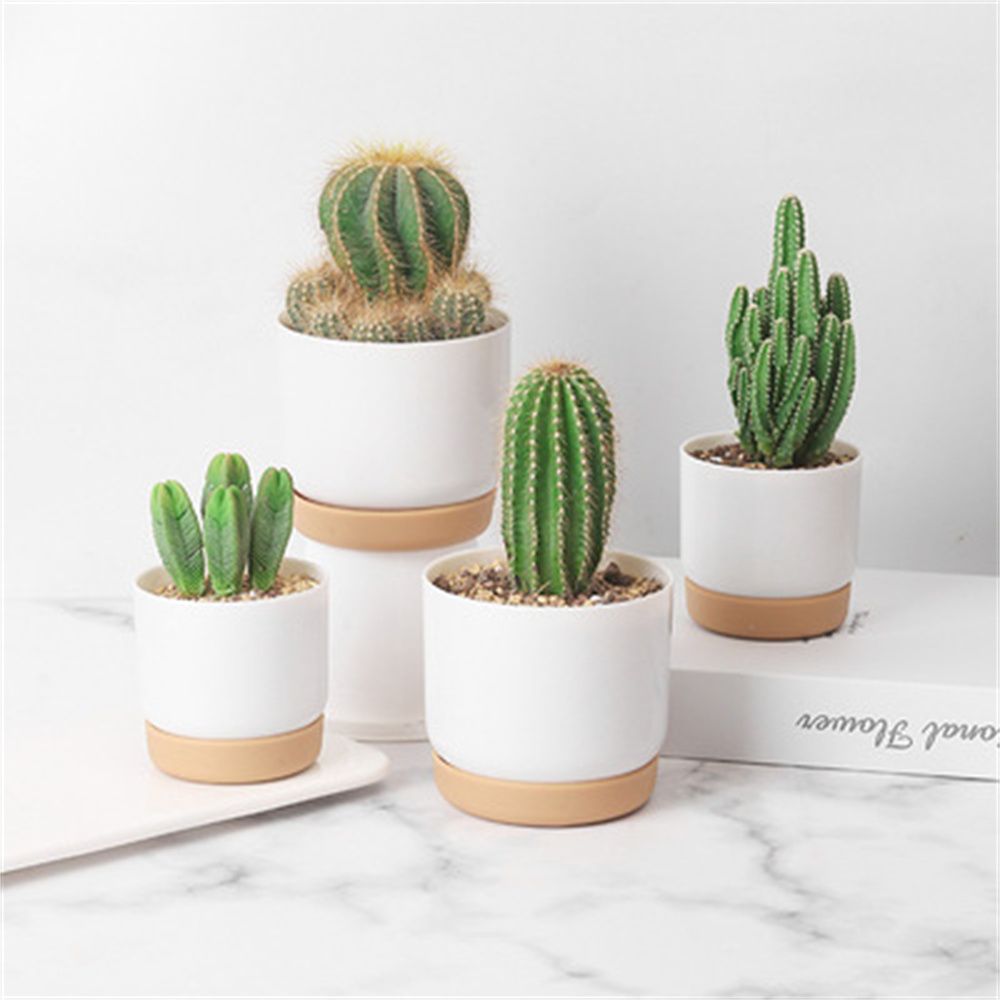 Round Cactus Succulent Plants  - Orchid Potting Mix ulasan dan harga