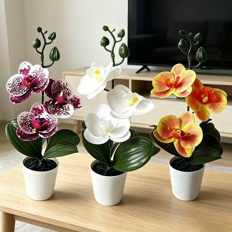 Mini Butterfly Orchid Potted P - Orchid Potting Mix ulasan dan harga