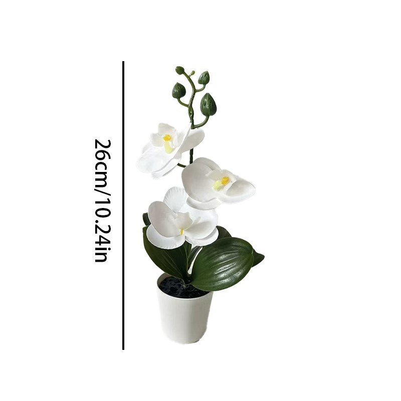 Mini Butterfly Orchid Potted P - Orchid Potting Mix ulasan dan harga