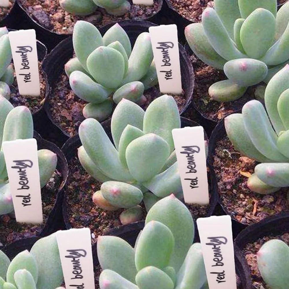 100PCS Garden Plant Labels Pla - Gardening Tools Labeled ulasan dan harga