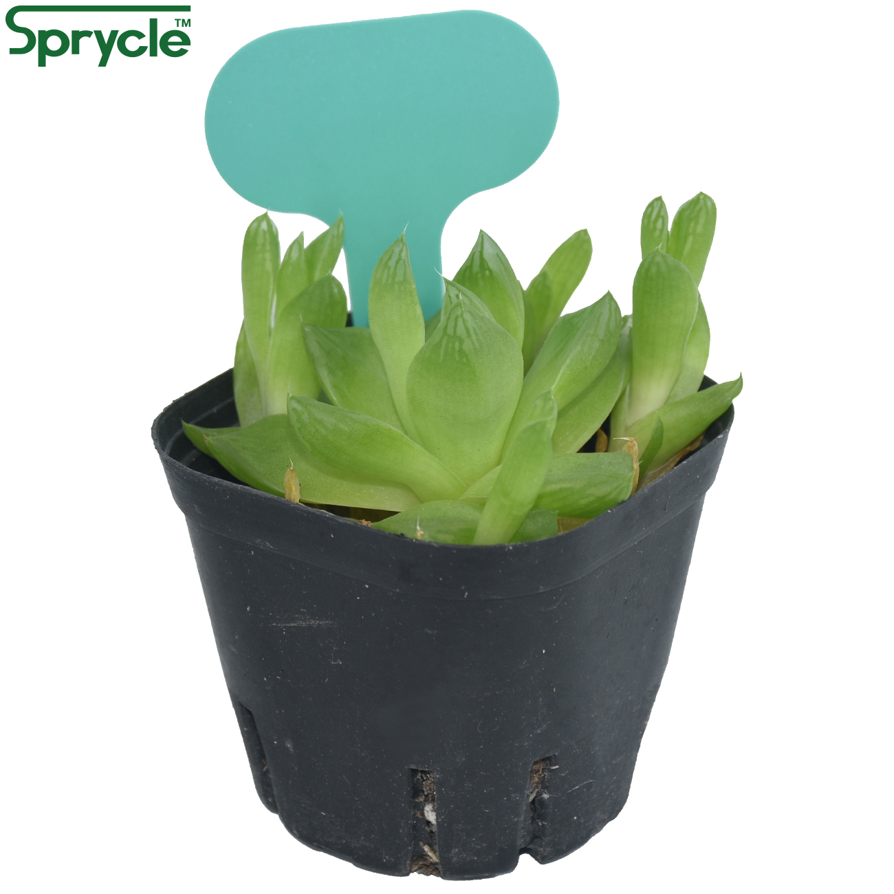 SPRYCLE 50PCS 50*70MM Colorful - Plant Label Tags ulasan dan harga