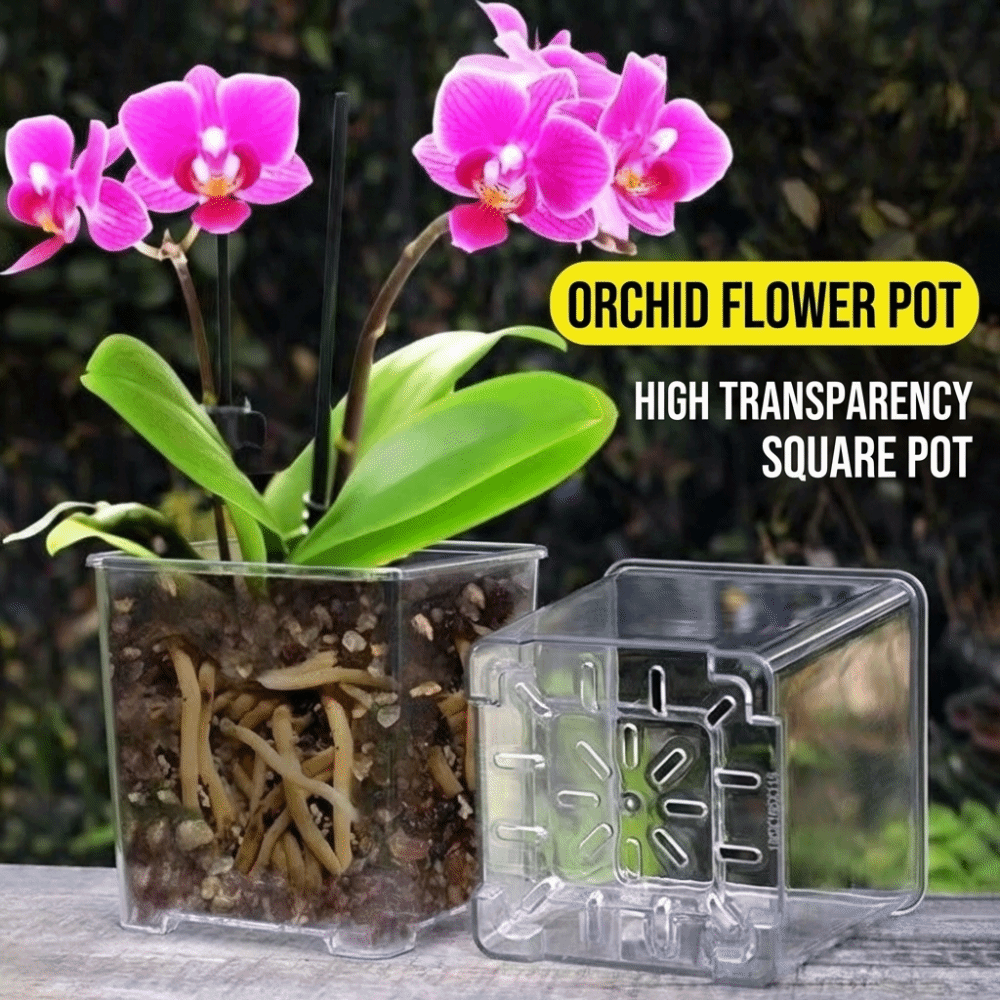 Transparent Material Acrylic P - Orchid Potting Mix ulasan dan harga
